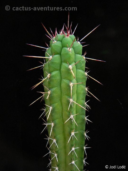 Rauhocereus riosanensis P1260157